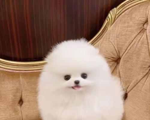 博美犬与茶杯犬的区别（探究博美犬的外貌、性格、健康与茶杯犬的不同）