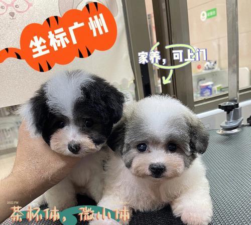 探秘茶杯泰迪的生长周期（一个可爱的小生命成长的故事）