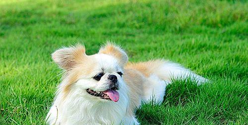 如何解决京巴犬口臭问题（以宠物为主，轻松让你的爱犬呼吸清新）