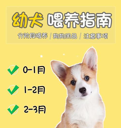关注狗狗饮食，从健康到快乐！（探索健康饮食秘笈，让狗狗吃得开心又健康）