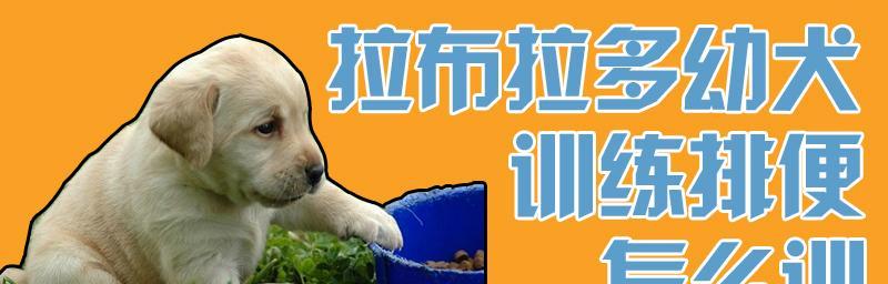 如何训练拉布拉多坐姿？（掌握拉布拉多坐姿训练技巧，让宠物更加听话）