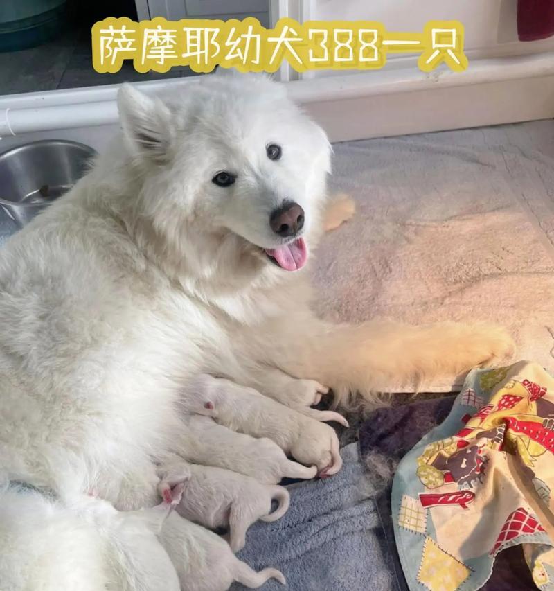 萨摩耶两个月禁忌（小心萨摩耶的健康）