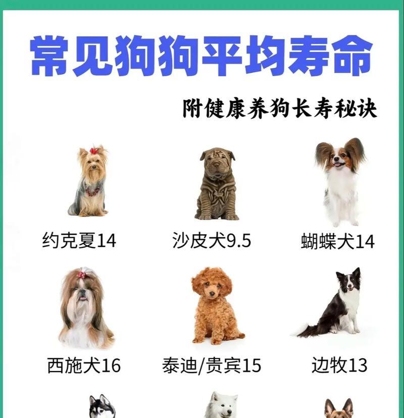 沙皮犬常见疾病防治（预防胆结石是关键）