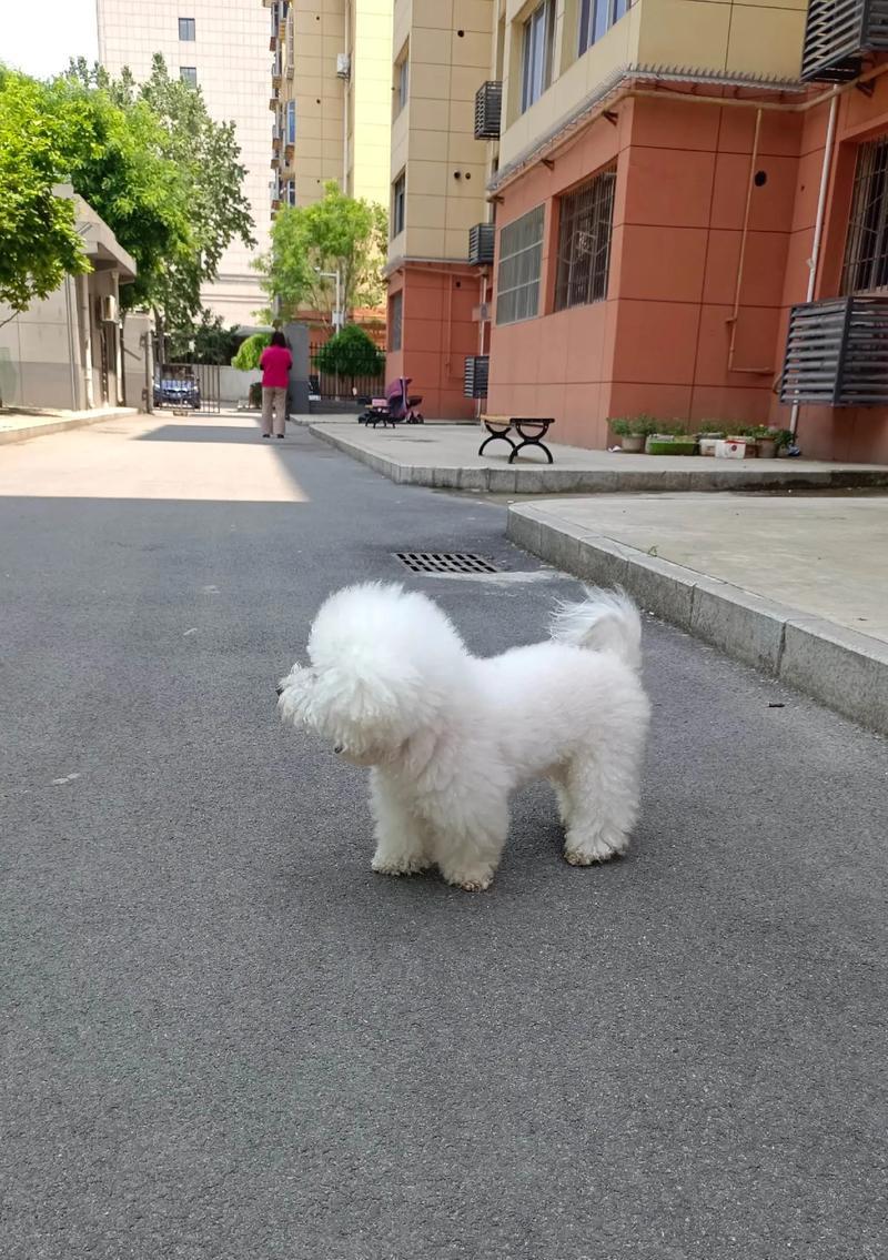 狗狗打完疫苗后需要注意的事项（宠物犬健康保护必读）
