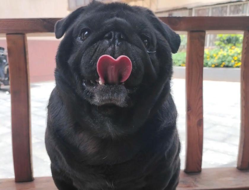 探究巴哥犬不吃食的原因（挑食或疾病？教你轻松解决）