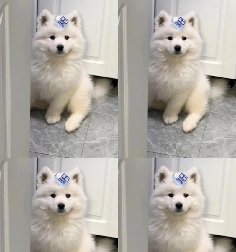 萨摩耶犬运动指南（让宠物健康快乐成长的秘诀）