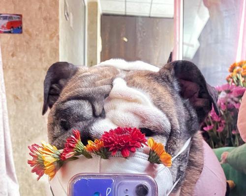 英国斗牛犬的起源（探寻英国斗牛犬的历史渊源及特点）