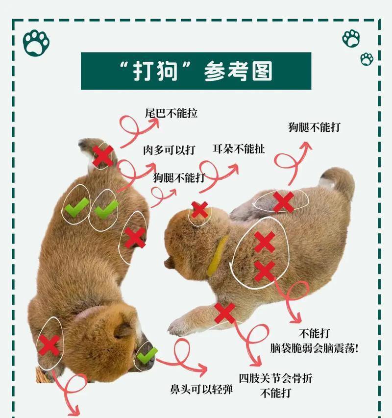 高加索犬喂养宝典（掌握高加索犬喂养技巧，让它健康成长）