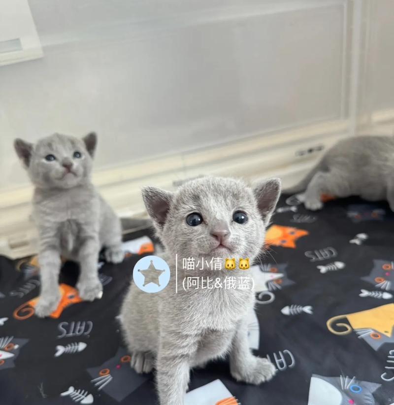 如何饲养俄罗斯蓝猫（注意事项与营养要求）