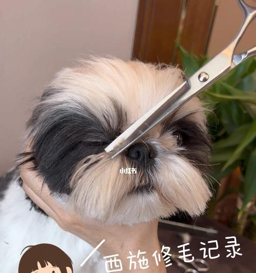 如何让你的宠物西施犬拥有完美的毛结？（以西施犬开毛结的方法为主题，从刷毛到打结的详细教程）
