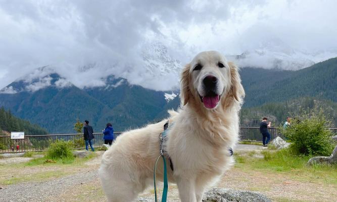 美国爱斯基摩犬饲养全指南（了解关于养爱斯基摩犬的一切，从照顾到训练，让您的宠物健康成长）