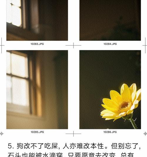 让宠物远离屎食，建立健康生活（有效制止狗吃屎的方法，关爱宠物健康）