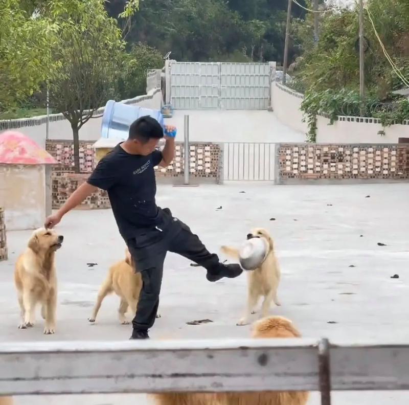 如何训练狗狗学会叼东西（让你的宠物成为专业拾物犬）