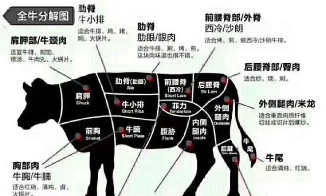 牛头鲷的饲养方法（了解牛头鲷，打造舒适的生活环境）