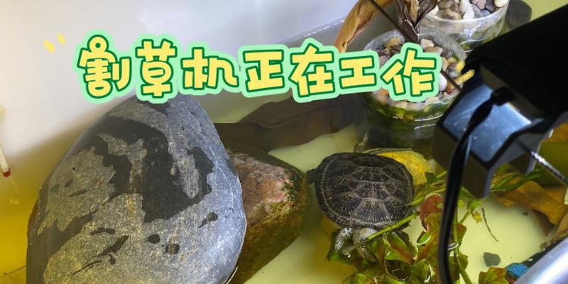 欧洲泽龟的饲养方法——让你的宠物欧洲泽龟健康成长（关注细节，细心呵护/欧洲泽龟/饲养技巧）
