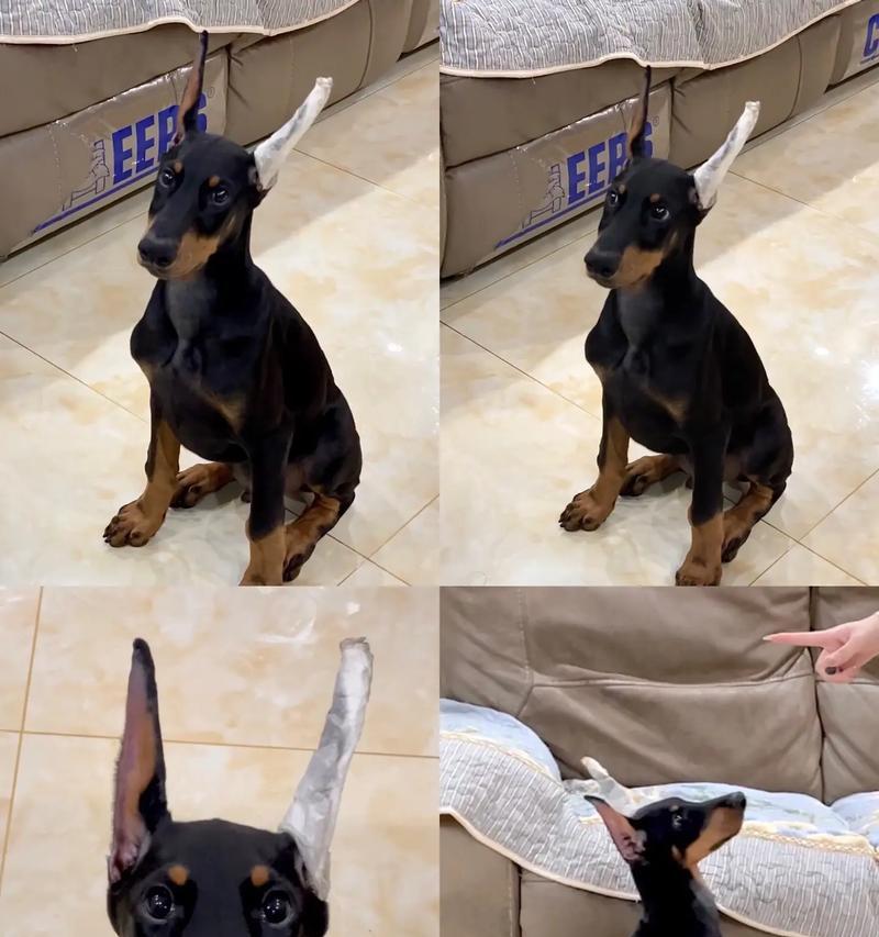 艾分杜宾犬的全面养护指南（健康、幸福、快乐的养犬之道）