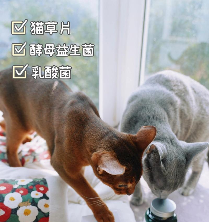 养殖俄罗斯蓝猫，你需要知道的一切（了解其特点，掌握关键方法，做个称职的饲养者）