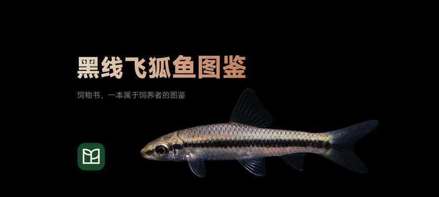 红白鼯鼠的饲养方法——打造温馨宠物家园（如何科学合理地给红白鼯鼠营造一个舒适的生活环境？）