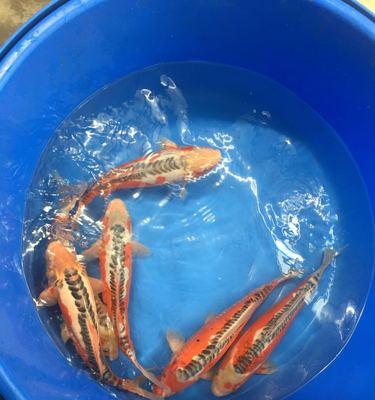 秋翠锦鲤的饲养全攻略（了解秋翠锦鲤的特点与需求，打造高质量饲养环境）