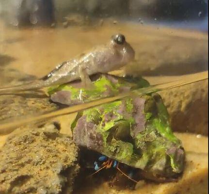 大弹涂鱼的饲养方法（从选鱼到养鱼一步步教你/水质管理、饲料、水温都不能少）