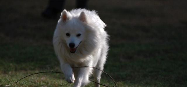 以库瓦斯犬为宠物的饲养指南（了解库瓦斯犬的特点与喜好，让它成为你的忠诚伙伴）