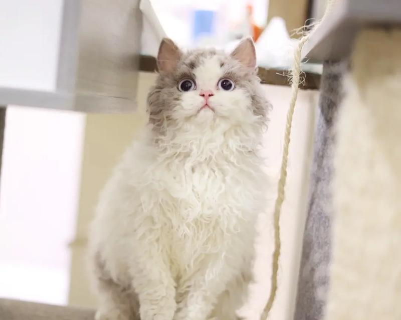 塞尔凯克卷毛猫的饲养全指南（如何照顾你的塞尔凯克卷毛猫）