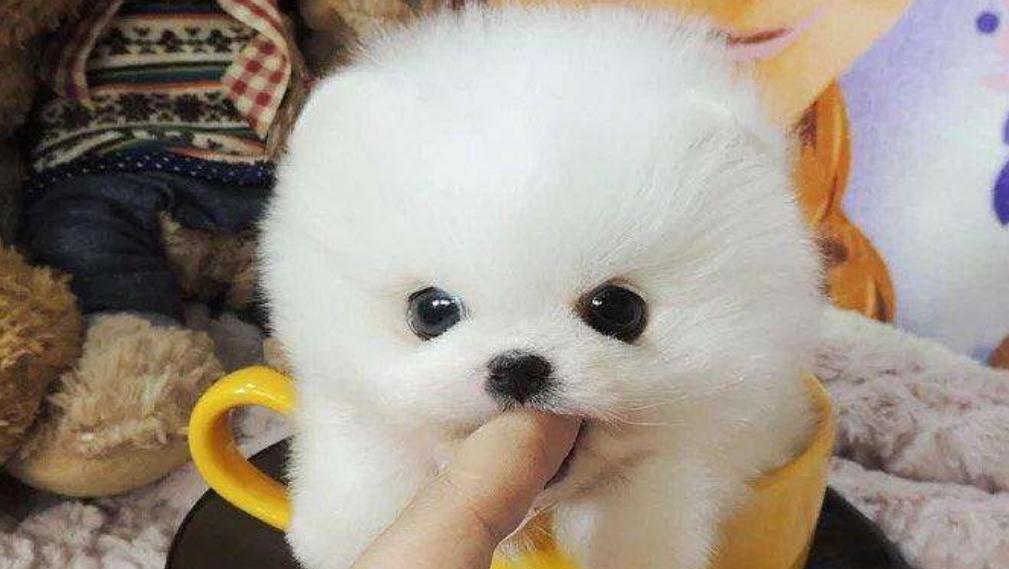 茶杯犬的真相（探寻茶杯犬产业链，曝光残酷的现实）