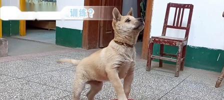 如何训练狗狗听话（有效方法帮助你的狗狗成为听话的好宠物）