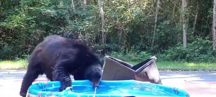藏獒VS小型老虎（藏獒的巨大勇气与坚持力量在生死边缘的对抗中被考验）