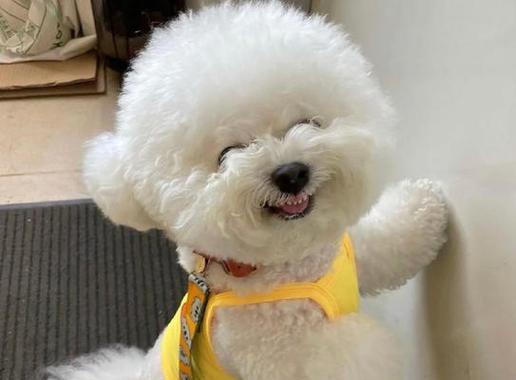 为什么养“比熊犬”的人这么少？（揭秘比熊犬的让人崩溃的“缺点”，为何少有人选择养宠？）