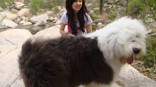 古牧犬的养殖越来越流行（探索古牧犬的优点与魅力，揭示其成为许多人心目中理想宠物的原因）