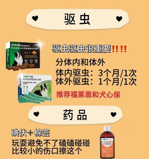 巴哥犬的饲养指南（如何照顾你的巴哥犬）