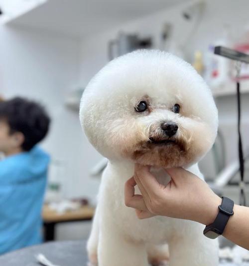 比熊犬价格表——了解不同种类比熊犬的价格（探究比熊犬价格的主要因素及市场行情）