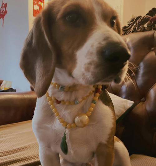 不养比格犬的原因及其缺点（深入探究比格犬的问题，了解为何不适合养这一品种）