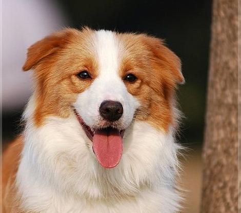 边牧犬（探索边牧犬的优缺点以及其在犬界的智商排名）