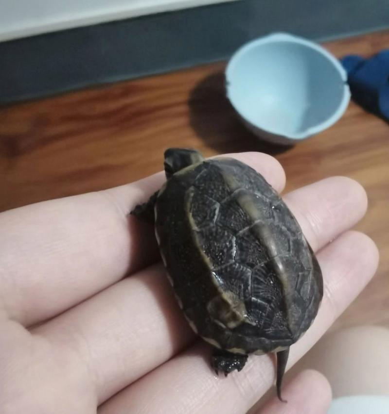 以牢底坐穿系列（如何避免乌龟成为合法证据？）
