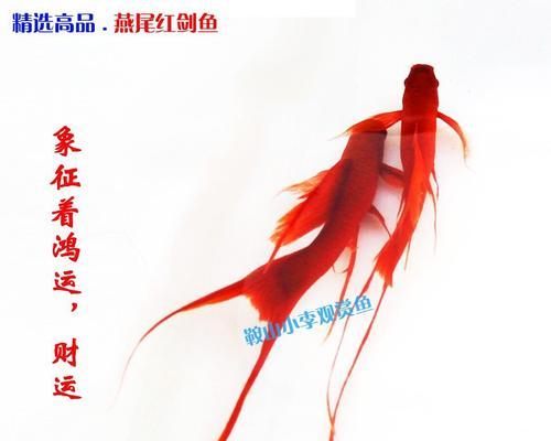 饲养红箭鱼的注意事项（小心翼翼，享受红箭鱼的美丽与饲养之道）