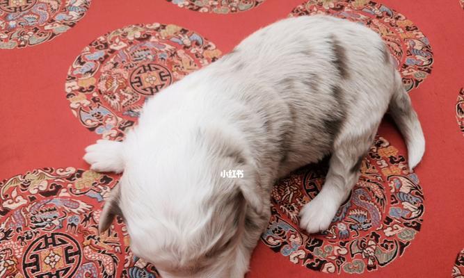 边境牧羊犬价格下降，为何养犬人数减少？（探究降价后边境牧羊犬的养犬现象，分析可能的原因）