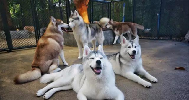 柴犬的智商如何？与二哈和金比如何？（探究柴犬的智商，从与二哈和金毛的比较角度出发）