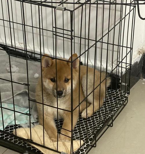 如何鉴定柴犬是否为纯种？（关键部位及特征鉴定方法，确保纯正血统）