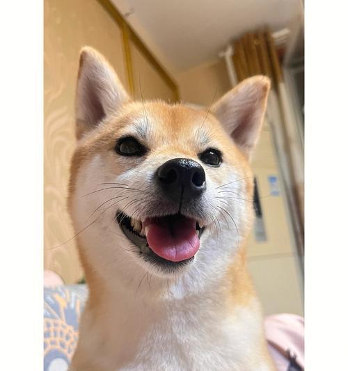 腿长走遍天下，腿短寸步难行！——以小柴犬全力演示（探究小柴犬的腿长与腿短的影响）