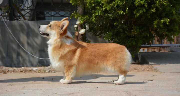 柴犬与柯基（探究柴犬的优点，帮你做出明智的选择）
