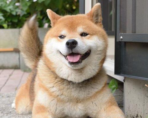 探秘日本最有人气的柴犬（柴犬在日本社交媒体平台上的巨大影响力与人气）