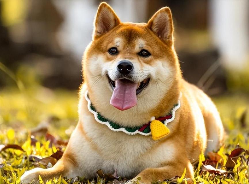 柴犬的五大特点——了解这个可爱狗种（柴犬的性格、外貌、适应能力和智商，带你全方位了解）