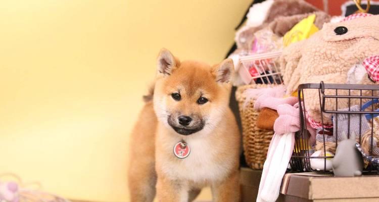 购买柴犬前的必备知识（了解购买渠道及避免套路，为你的柴犬之旅加把保险）