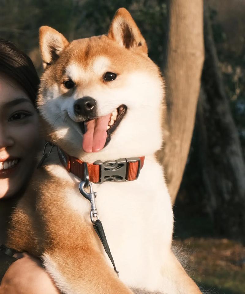 揭秘柴犬为何价格不菲？（探寻柴犬价格的关键因素和背后的原因）