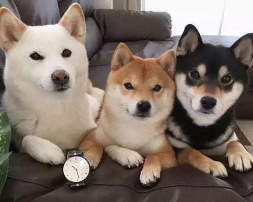 柴犬和秋田犬（探秘柴犬和秋田犬之间的相似与不同）