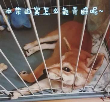 柴犬的小肉垫的秘密揭秘（柴犬的小肉垫为何如此特殊？）