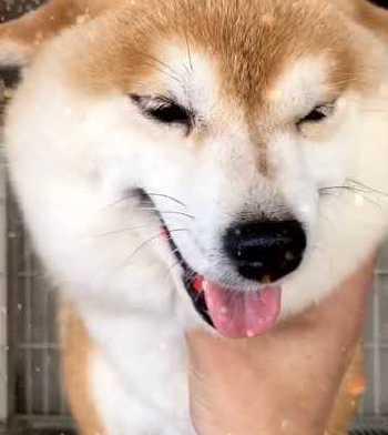 柴犬攻击力与汪主人的应对策略（了解柴犬攻击力，提升汪主人的防范能力）