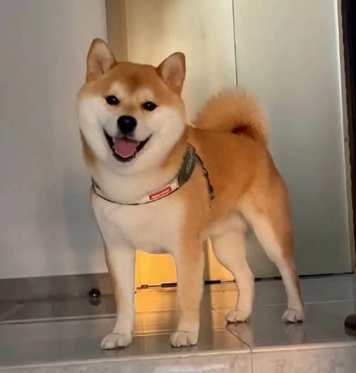 豆柴与柴犬的区别（从体型到性格，了解豆柴与柴犬的不同）